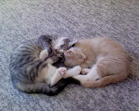 Blanding af racer Pjevs billede 9