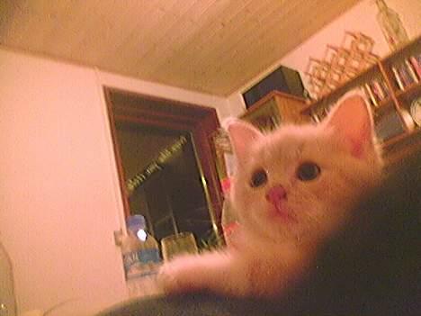 Blanding af racer Pjevs billede 10