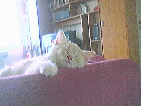 Blanding af racer Pjevs billede 11