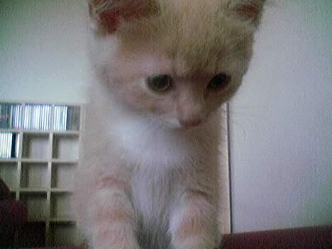 Blanding af racer Pjevs billede 12