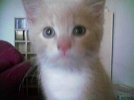 Blanding af racer Pjevs billede 13