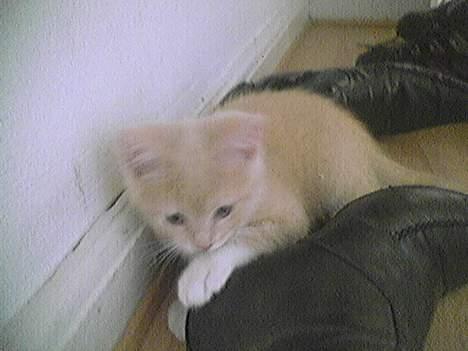 Blanding af racer Pjevs - Jubii... Masser af sko til at lege med...  billede 14