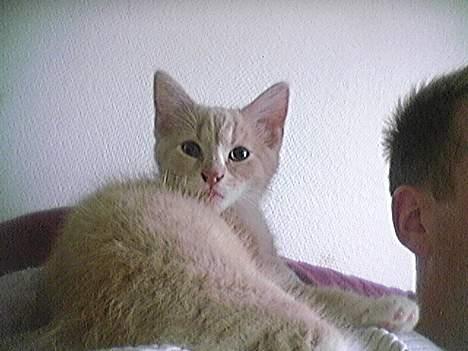 Blanding af racer Pjevs billede 15