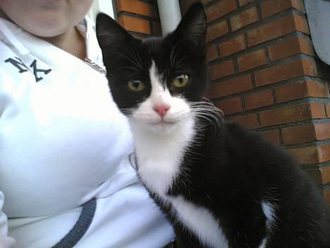 Blanding af racer Mille - Ser jeg godt ud sådan eller skal jeg dreje mig lidt ? billede 13