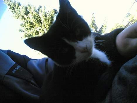 Blanding af racer Mille - Mor har næsten lige fundet mig og sidder så og nusser med mig uden for... billede 14