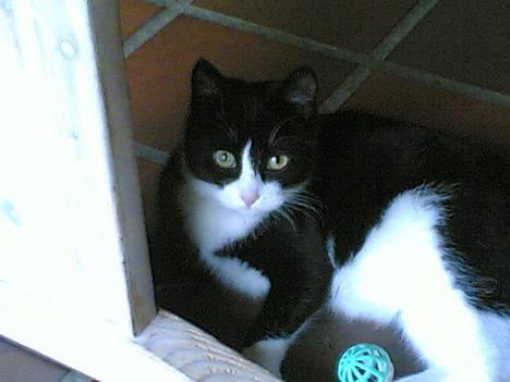 Blanding af racer Mille - Ej nu er det for hådt at lege, jeg ligger mig lige ned og tager en slapper.. billede 15