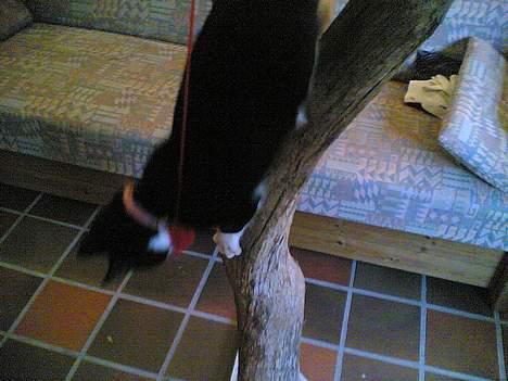 Blanding af racer Mille - Så gå det bare ned af ! billede 16