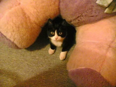 Blanding af racer Mille - Tit tit her er jeg ! billede 17