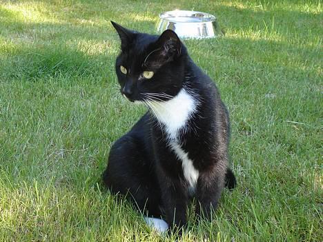 Blanding af racer Sille - Ahhh... dejligt sommervejr i haven! billede 1