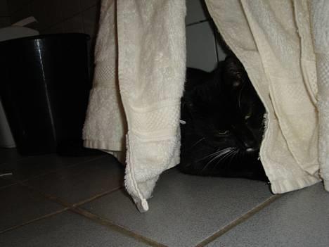 Blanding af racer Sille - Thihi... er næsten usynlig her bagved håndklæderne! billede 2