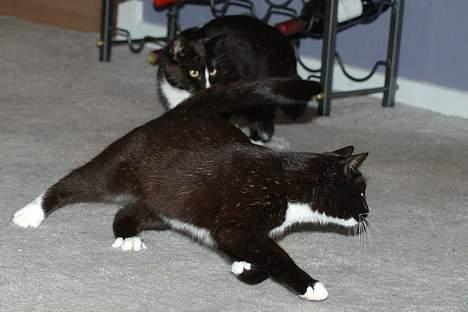 Blanding af racer Sille - Jeg skal nok fange den! billede 3