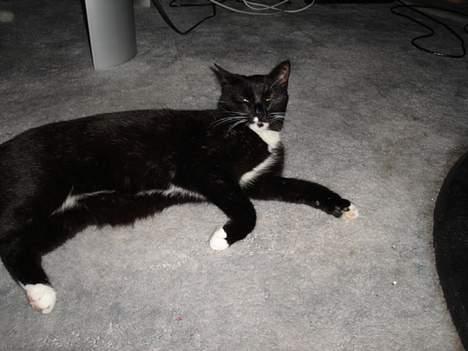 Blanding af racer Sille - Pyh... det er godt nok varmt her lige foran brændeovnen! billede 4