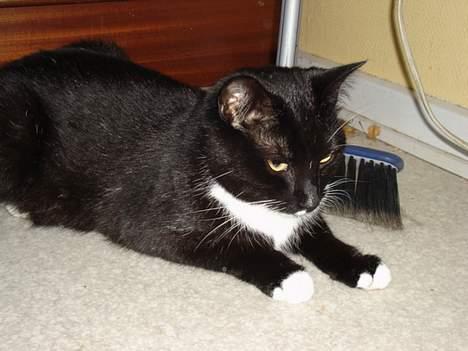 Blanding af racer Sille - en lille lur i køkkenet! billede 5