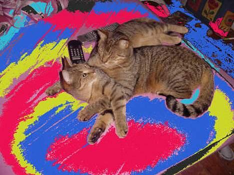 Huskat TIGER - brumbas holder om tiger,de bare så glade for hendanden de to. billede 7