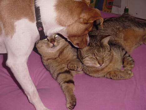 Huskat TIGER - ballo skal lige hilse på ,tiger har øjne som the kopper billede 8