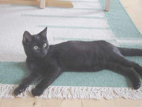 Huskat Cæsar billede 7