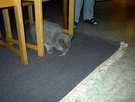 British Shorthair Laban  R.I.P. 26/7-2006 - UHM mig og mit bytte,, ( en mus) billede 13