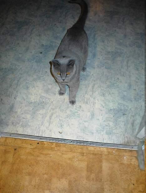 British Shorthair Laban  R.I.P. 26/7-2006 - hej, hva laver i?? billede 14