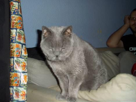 British Shorthair Laban  R.I.P. 26/7-2006 - er jeg ikke smuk?? syns han at tænke billede 16