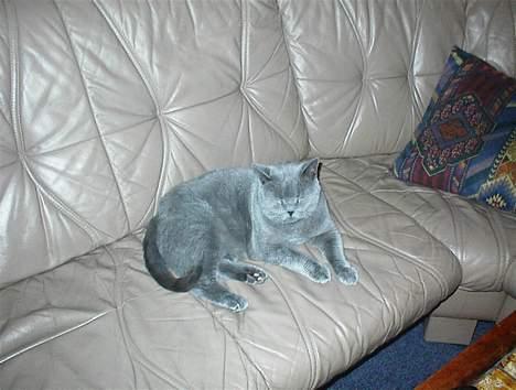 British Shorthair Laban  R.I.P. 26/7-2006 - Her kan man rigtig se hvor blå han er.. dejlig farve billede 17