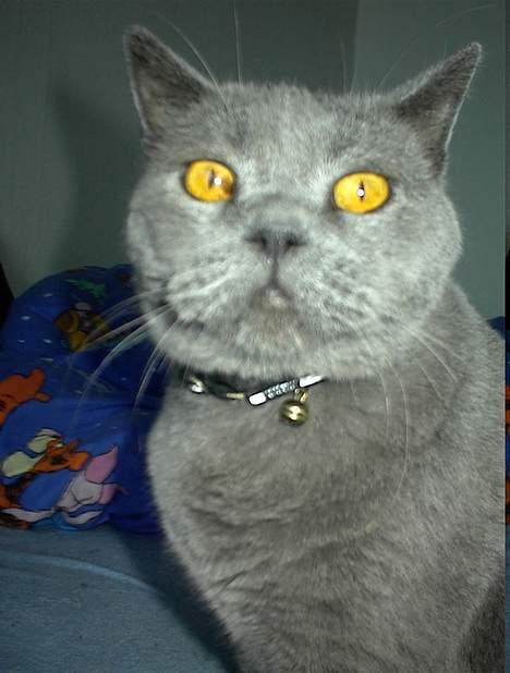 British Shorthair Laban  R.I.P. 26/7-2006 - hej mor, hva vil du nu, ( læg mærke til misfarvningen i hans øje ) billede 18