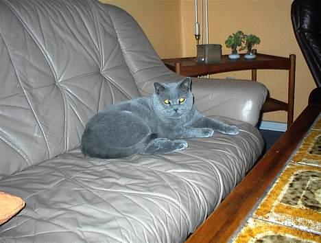 British Shorthair Laban  R.I.P. 26/7-2006 - Endnu et billede hvor man rigtig kan se hans smukke farve billede 19