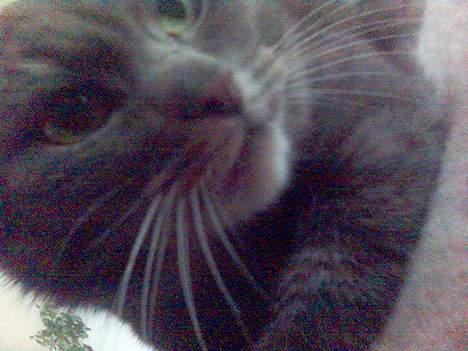 Blanding af racer Sille, *DØD 3/4 -06* - uuh, poterne fryser :) kært billede 2