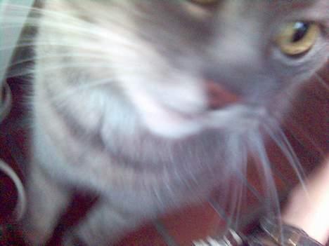 Blanding af racer Sille, *DØD 3/4 -06* - Min fine tøs :) billede 4