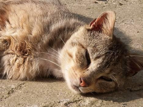Huskat Buller  ** R.I.P.** - Nårh... Hvor sødt... Ik? billede 1
