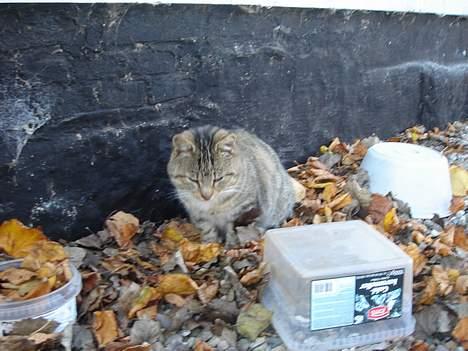 Huskat Buller  ** R.I.P.** - Årh.. Jeg er træt.. Jeg må hellere sove.. billede 2