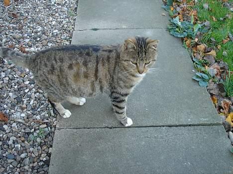 Huskat Buller  ** R.I.P.** - Se mig.. Her skal i ikke komme.. For her står jeg.. billede 3