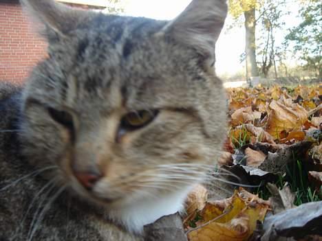 Huskat Buller  ** R.I.P.** - Her er han så igen.. (-: billede 4