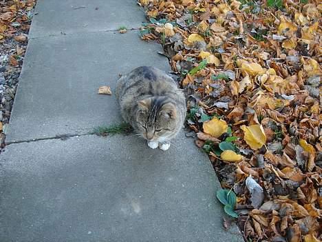 Huskat Buller  ** R.I.P.** billede 5