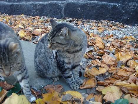 Huskat Buller  ** R.I.P.** - Uhh.. Nu kom Bu hen til Rosa.. Flyt dig så.. billede 6