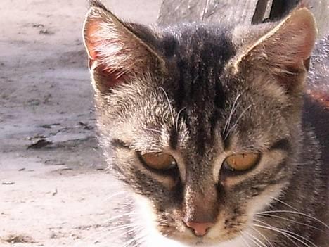 Huskat Bampo **R.I.P.** billede 1