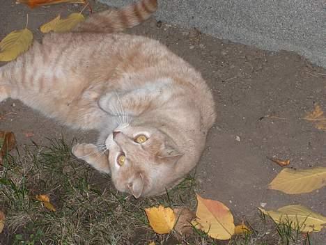 Huskat Simba billede 14