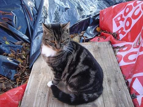 Huskat Bampo **R.I.P.** - Her sidder hun rank, som man altid ser hende.. billede 2