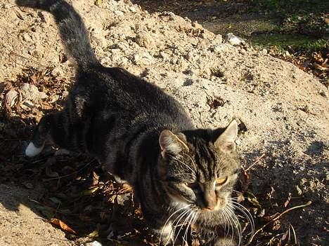 Huskat Bampo **R.I.P.** - Her kommer jeg.. Gider du lige snakke med mig?? billede 3