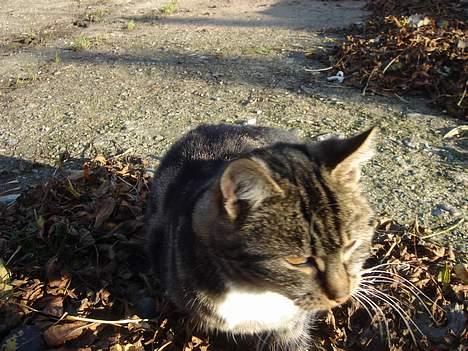 Huskat Bampo **R.I.P.** - Uhh... Hvad er der derovre? Noget jeg kan snage i? billede 4