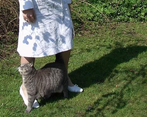 Blanding af racer Sille, *DØD 3/4 -06* - Strææææææk, dette er Sille i en nøddeskal, hun gnider sig op af alle, hun er ikke bange for folk, :) billede 7