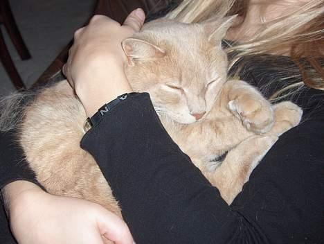 Huskat Simba billede 15