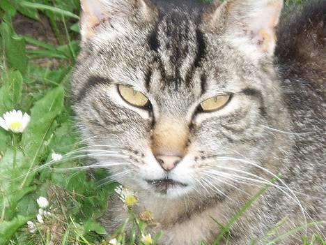 Huskat Rosa  - Ro Ro!!! billede 1