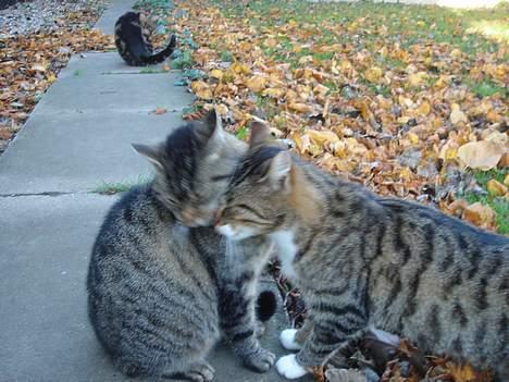 Huskat Rosa  - Jah jah.. Okay.. Kan du komme til Laban? billede 2