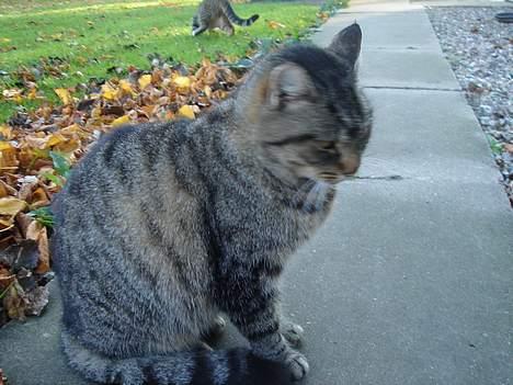 Huskat Rosa  - Hej hej.. billede 3