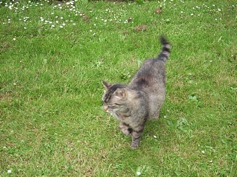 Huskat Rosa  billede 4