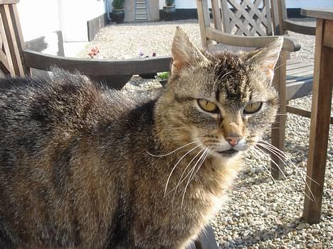 Huskat Rosa  billede 5