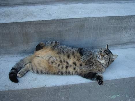 Huskat Rosa  - Uhh.. det klør sådan overalt.. billede 6