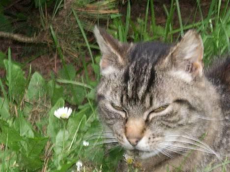 Huskat Rosa  - Rosa ligger på græsplænen... Er hun ik fiin? billede 7