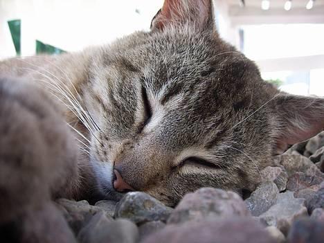 Huskat Ron  billede 1