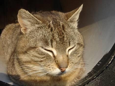 Huskat Ron  billede 2